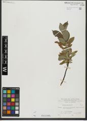 Foto von Salix hastata L.